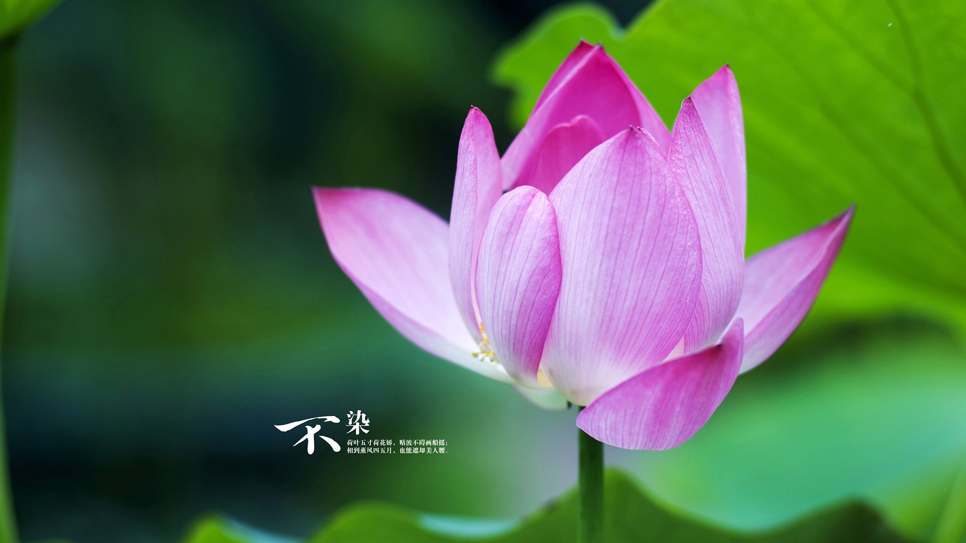 2024年埃及队表现：以团队为核心，走向未来，埃及队怎么样