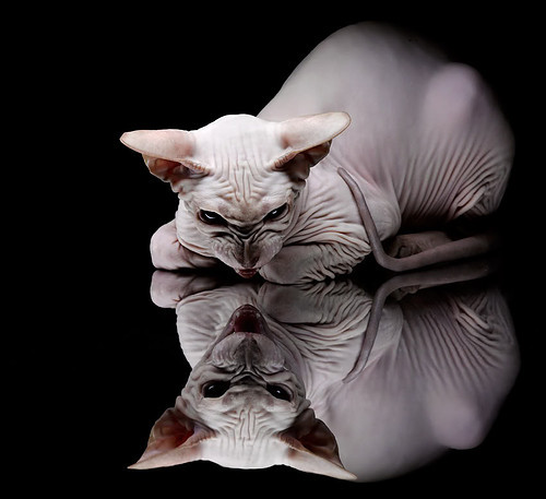 电竞主场氛围打造升级引入更多粉丝互动，电竞战队主场