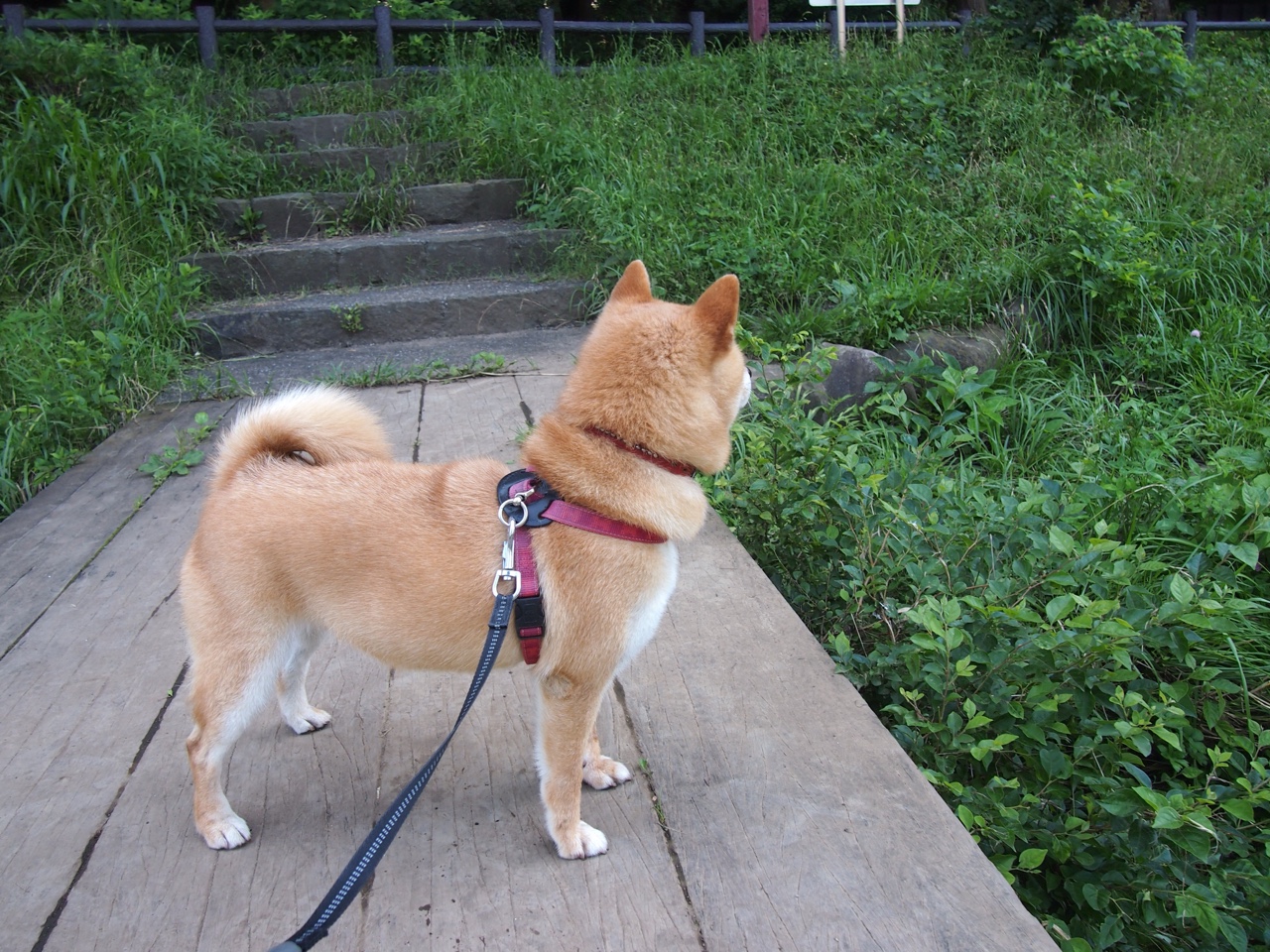 中国男足战平伊朗止住连败，男足中国对伊朗