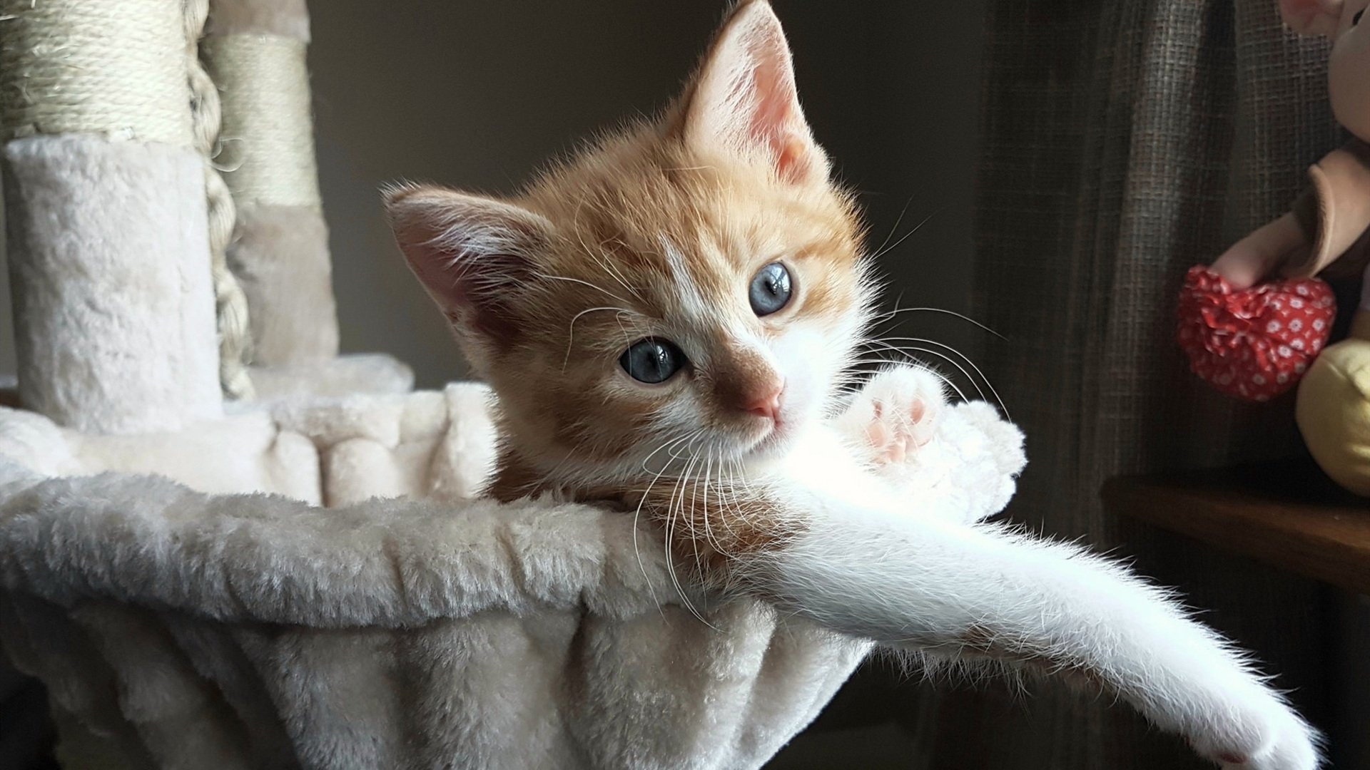 利物浦欧冠征途逐步展开，追逐欧洲荣耀