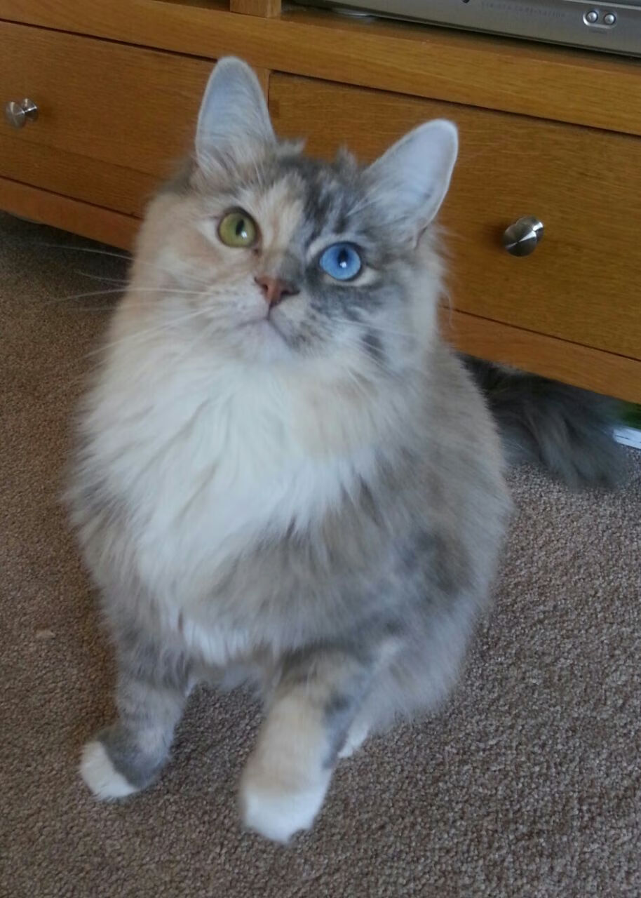 Leyu Sport下载-谷爱凌冬训强度升级挑战极限体能，谷爱凌的采访让人看了就想学滑雪